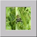 Urophora cardui - Distelbohrfliege 03.jpg